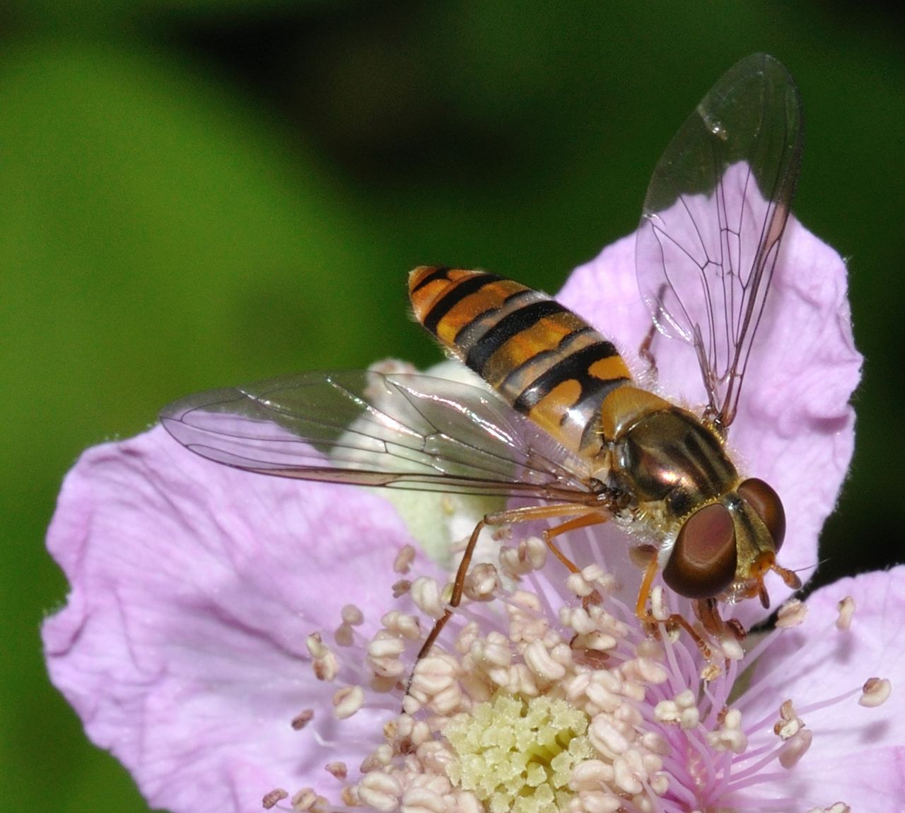 Sphaerophoria sp